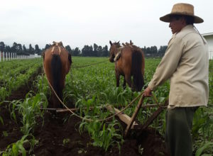 Tratados de libre comercio y agricultura